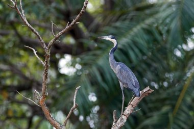 Siyah başlı balıkçıl (Ardea melanocephala) Gambiya 'daki doğal ortamında
