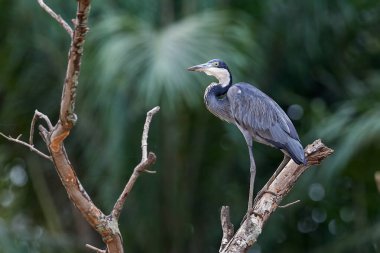 Siyah başlı balıkçıl (Ardea melanocephala) Gambiya 'daki doğal ortamında