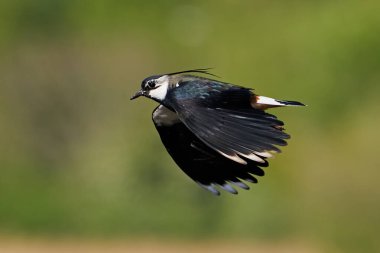 Kuzey kanadı (Vanellus vanellus) doğal ortamında uçuyor