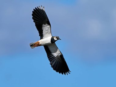 Kuzey kanadı (Vanellus vanellus) doğal ortamında uçuyor