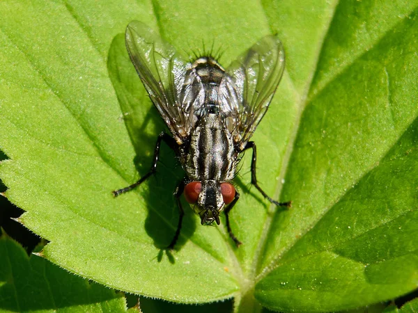 Mosca Carne Comum Sarcophaga Carnaria Seu Ambiente Natural — Fotografia de Stock