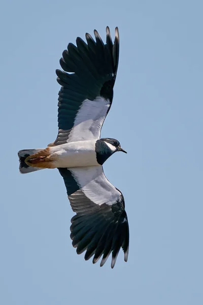 在其自然环境中飞行的北方羽翼 Vanellus Vanellus — 图库照片
