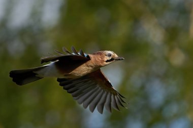 Avrasya alakargası (Garrulus glandarius) arka planda bitki örtüsüyle uçuyor