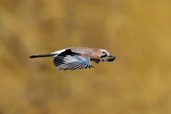 Ευρασιατική Jay Garrulus Glandarius Πτήση Βλάστηση Στο Παρασκήνιο — Φωτογραφία Αρχείου