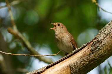 Danimarka 'daki doğal habitatında Thrush ightingale (Luscinia luscinia)
