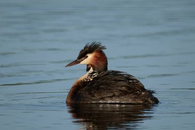 Danimarka 'daki doğal habitatında büyük ibikli yunus balığı
