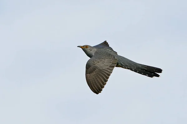 Common Cuckoo Flight Blue Skies Background — Stock Photo, Image