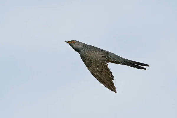 Common Cuckoo Flight Blue Skies Background — Stock Photo, Image