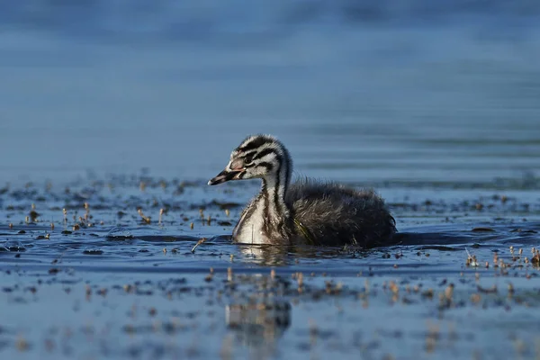 Gran Grebe Cresta Hábitat Natural Dinamarca — Foto de Stock