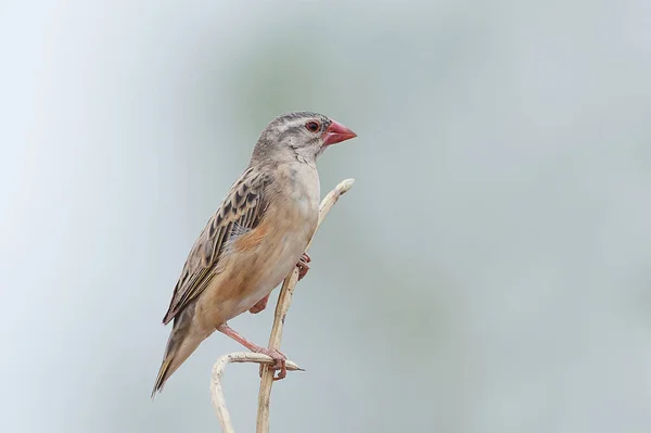 Red Billed Quelea Its Natural Habitat Gambia — Stock Photo, Image