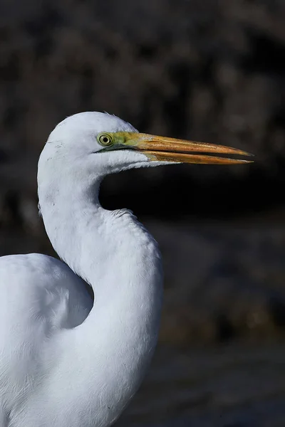 Grande Egret Seu Habitat Natural Gâmbia — Fotografia de Stock