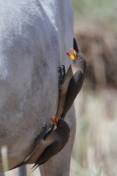 Yellow Billed Oxpecker Buphagus Africanus Its Natural Habitat Gambia — Stock Photo, Image