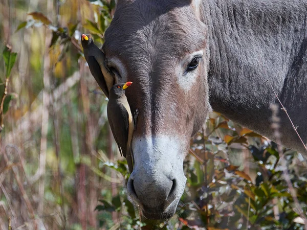 Bufalo Dal Becco Giallo Buphagus Africanus Nel Suo Habitat Naturale — Foto Stock