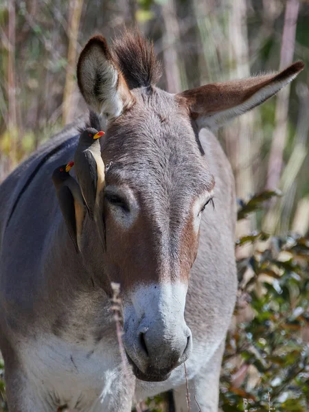Sarı gagalı öküz kuşu (Buphagus africanus) Gambiya 'daki doğal ortamında