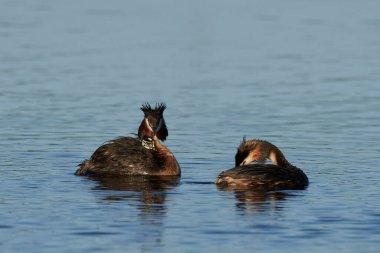 Danimarka 'daki doğal habitatında büyük ibikli yunus (Podiceps kristali)