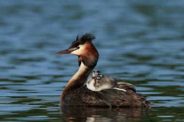 Danimarka 'daki doğal habitatında büyük ibikli yunus (Podiceps kristali)