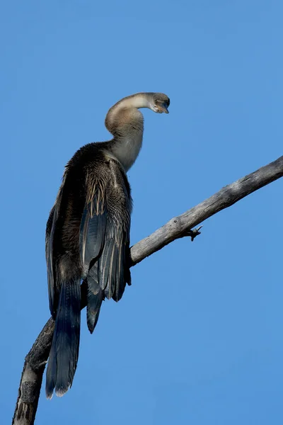 Αφρικανικό Βελάκι Anhinga Rufa Στο Φυσικό Του Περιβάλλον Στη Γκάμπια — Φωτογραφία Αρχείου