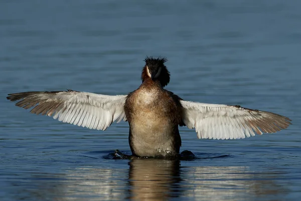 Great Crested Grebe Podiceps Cristatus Its Natural Habitat Denmark — Stock Photo, Image