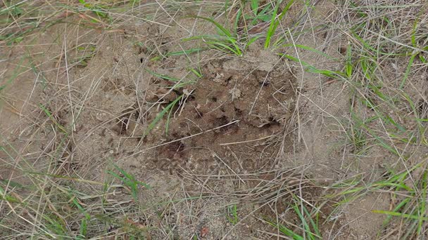 Les fourmis travaillent dur .