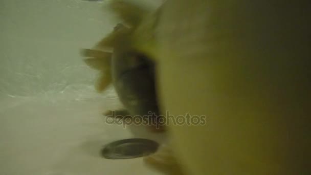 圣诞传统 鲤鱼在浴缸里的清水中漂浮 水下射击 — 图库视频影像
