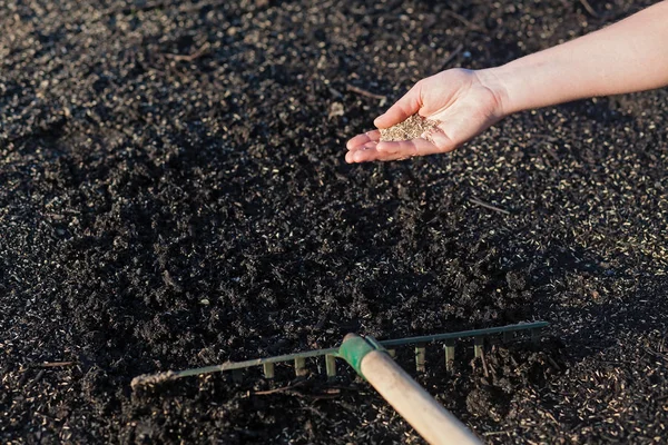 Plantar un césped nuevo. — Foto de Stock