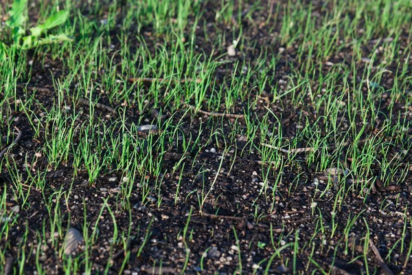 Çim büyüyen yakın çekim. (Sığ Dof)