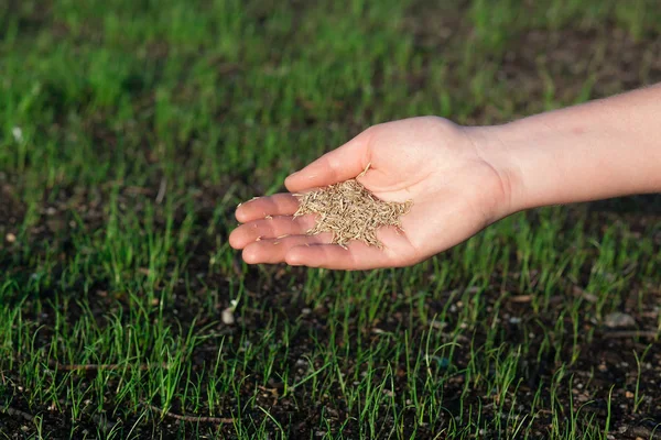 Yeni bir çim dikiyorum..
