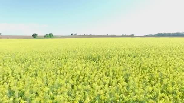 Tiro Aéreo Campo Com Estupro Vídeo Estupro Florescendo Visão Olho — Vídeo de Stock