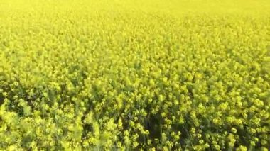 Hava atış alanının tecavüz ile. Kuş bakışı üzerinden çiçek açan tecavüz video.