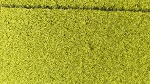 Prise de vue aérienne du champ avec viol.Vidéo du viol en fleurs de la vue de l'oeil d'oiseau .