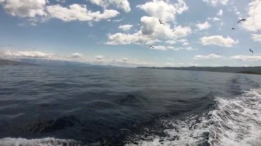 Bir yolcu gemisinden martıları beslemek. Hırvatistan 'daki adaların etrafında tekne gezisi. Sabitlenmiş video.