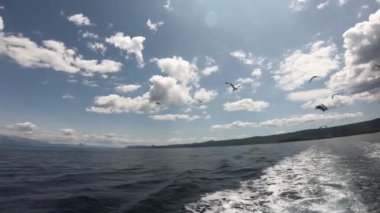 Bir yolcu gemisinden martıları beslemek. Hırvatistan 'daki adaların etrafında tekne gezisi. Sabitlenmiş video.