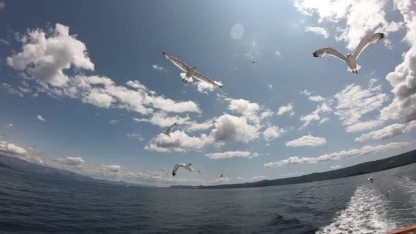 Alimentar Gaviotas Desde Crucero Paseo Barco Por Las Islas Croacia — Vídeo de stock