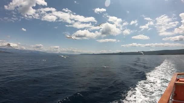 Sirályokat Etetni Egy Tengerjáró Hajóról Hajókirándulás Horvátországi Szigeteken Stabilizált Videó — Stock videók