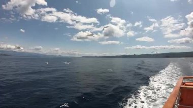 Bir yolcu gemisinden martıları beslemek. Hırvatistan 'daki adaların etrafında tekne gezisi. Sabitlenmiş video.