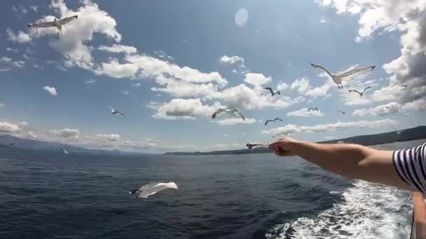 Bir Yolcu Gemisinden Martıları Beslemek Hırvatistan Daki Adaların Etrafında Tekne — Stok video