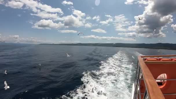 Feeding Seagulls Cruise Ship Boat Trip Islands Croatia Stabilized Video — Stock Video