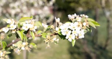 Bir armut çiçeğinin yakın çekimi. Çiçekli bahar doğası. Çiçekli meyve ağaçları.