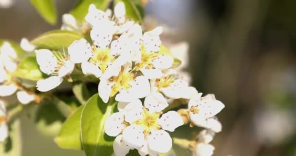 꽃봉오리 클로즈업 합니다 꽃피는 꽃피는 과일나무 — 비디오
