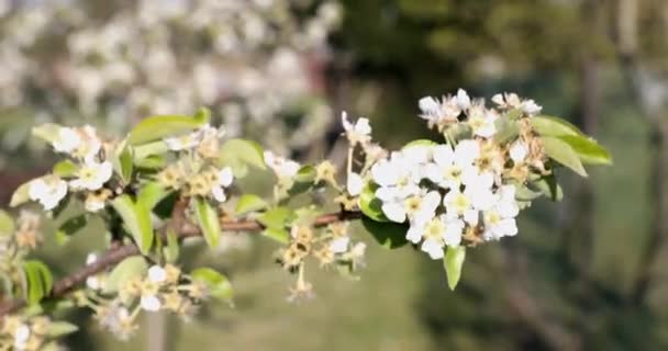 Primo Piano Fiore Pera Natura Primaverile Fiore Alberi Frutto Fiore — Video Stock