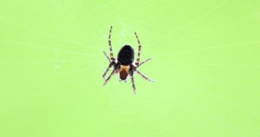 Örümcek ağında avını bekleyen bir örümceğin makro görüntüsü. Sığ DOF.