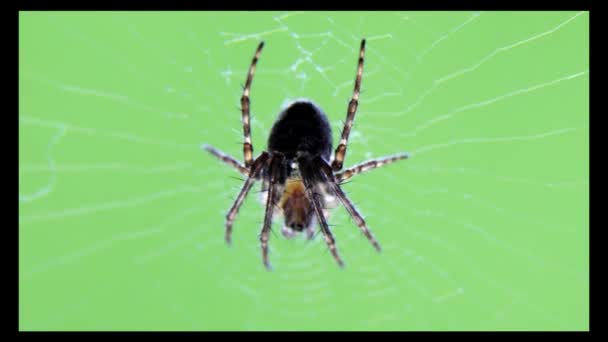 Macro Disparo Una Araña Esperando Presa Telaraña Dof Poco Profundo — Vídeos de Stock