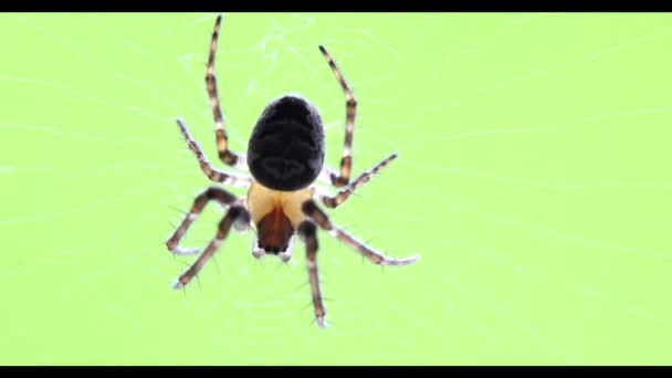 Macro Disparo Una Araña Esperando Presa Telaraña Dof Poco Profundo — Vídeos de Stock