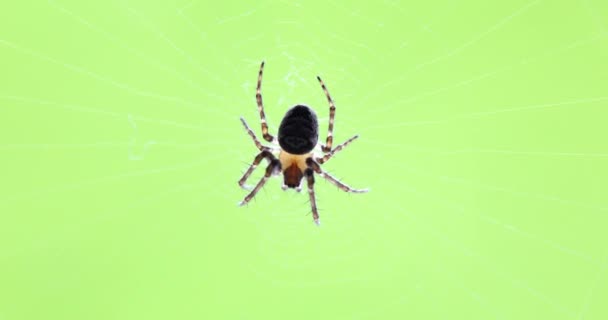 クモの巣で獲物を待っているクモのマクロショット 浅いDof — ストック動画