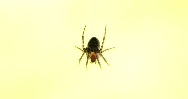 クモの巣で獲物を待っているクモのマクロショット 浅いDof — ストック動画