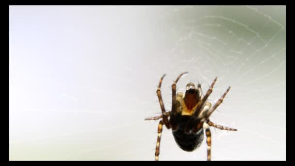 Macro Opname Van Een Spin Die Prooi Wacht Zijn Spinnenweb — Stockvideo