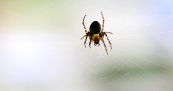 Macro Disparo Una Araña Esperando Presa Telaraña Dof Poco Profundo — Vídeos de Stock