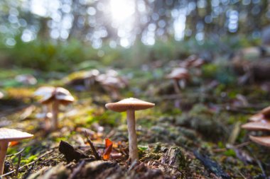 Doğada bir mantara yakın çekim.