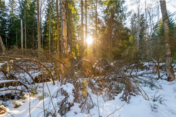 Rus ormanında kış sabahı.