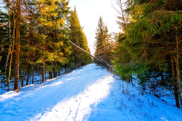 Rus ormanında kış sabahı.